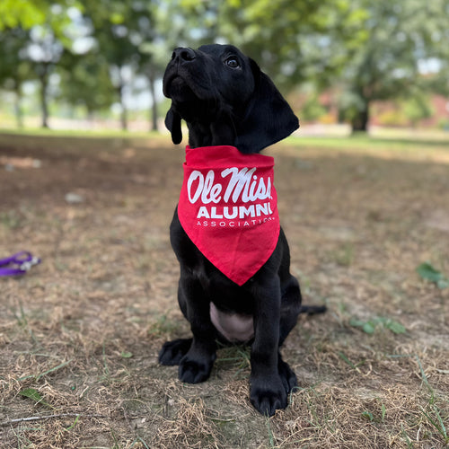 Ole Miss Alumni Association Pet Bandana and Bumper Sticker set